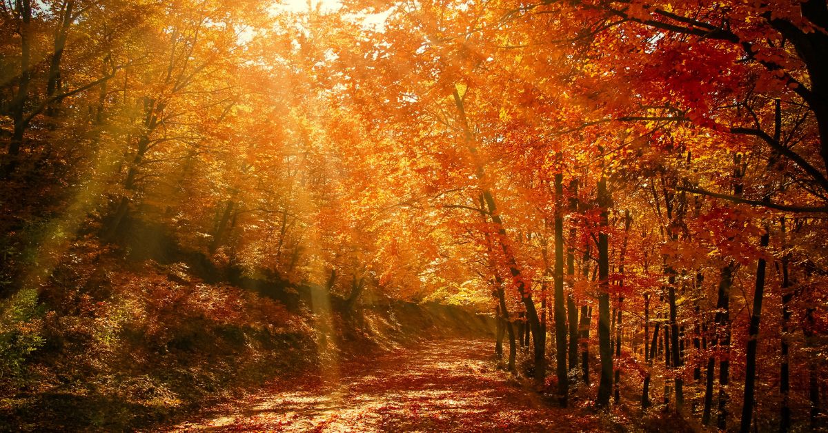 Blog banner with text "Changing Seasons and Your Brain: Does Autumn Make You Smarter?"