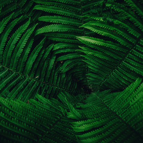 large fern leaves